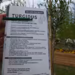 Für den Anbau von Goji-Beeren auf dem Balkon wird die Sorte Turdidus empfohlen.