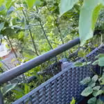 Auch hier unter der Aroniabeeren-Hecke nistete bereits eine Ringeltaube.