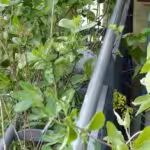 Das Nest der Ringeltaube lag gut getarnt unter der Aroniabeeren-Hecke.