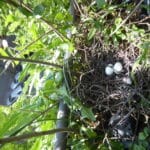Zwei Ringeltauben-Eier lagen im Nest unterhalb der Aroniabeeren.