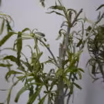 Hier wird die für den Balkon empfohlene Goji-Beeren Sorte "Turgidus" geliefert.