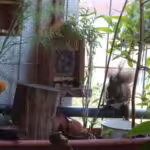 Auf dem Balkon ist der Anbau von Goji-Beeren möglich - im großen Pflanzgefäß.