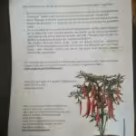 Anbau von Paprika und Chili auf dem Balkon - Pflanzen von Chili-Experte Alexander Hicks