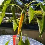 Anbau von Paprika und Chili auf dem Balkon - Pflanzen von Chili-Experte Alexander Hicks