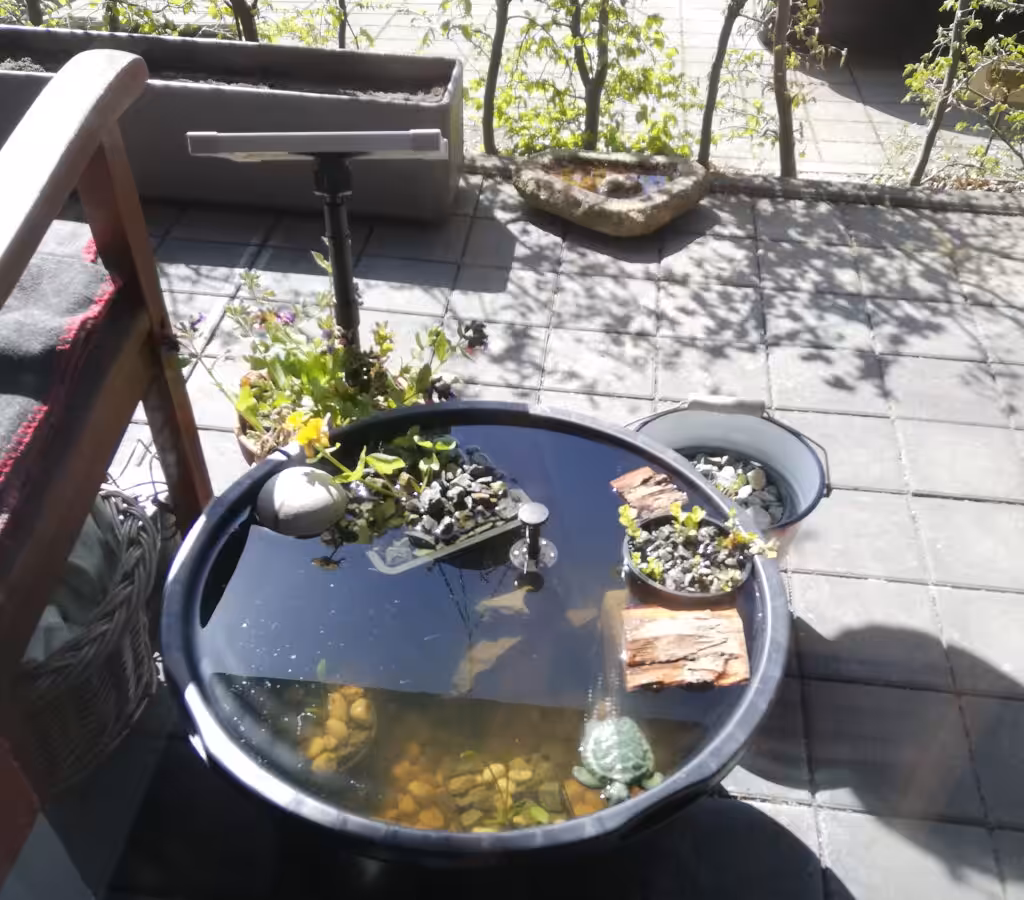 Toll, wie die Sonne diesen Teich auf dem Balkon beleuchtet.
