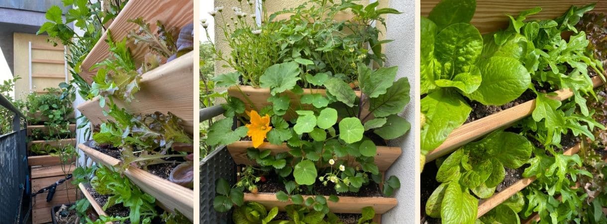 So gut kann der Platz auf engem Balkon ausgenutzt werden. Hier siehst Du ein schmales Vertikalbeet für den Vertikalanbau auf Balkon und Terrasse. Mit üppigen Salaten, Erdbeeren, Blumen.
