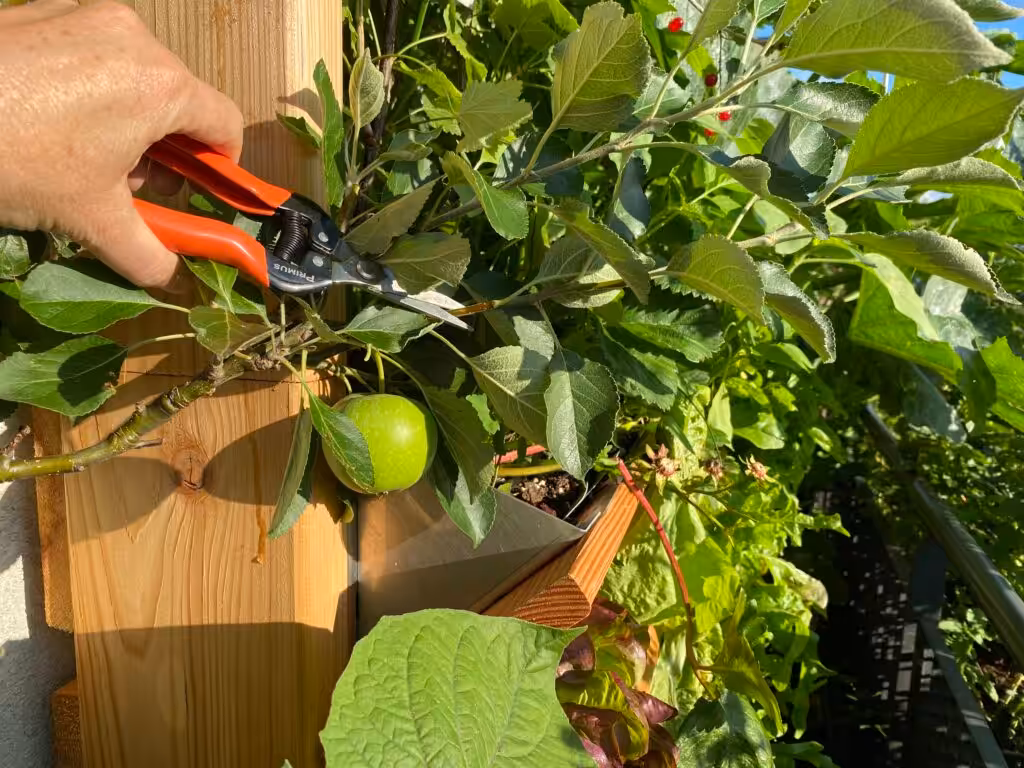 Im Juni ist Zeit, die Säuelenobst-Apfelbäume zu schneiden.
