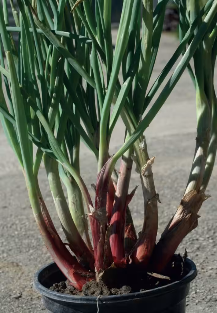 Die Winterheckenzwiebel ist besonders geeignet für den Anbau auf dem Balkon.