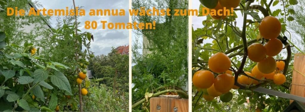 Tomate "Goldene Königin" und einjähriger Chinesischer Beifuss "Artemisia annua" im Vertikalbeet. Gigantischer Ertrag.