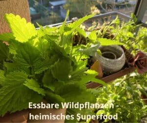 Essbare Wildpflanzen - heimisches Superfood