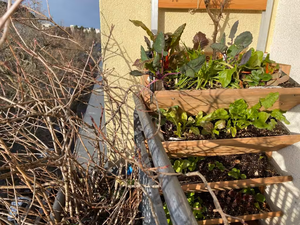 This corner with aronia berries is very popular with sparrows as a hiding place. Kohlrabi, chard, staghorn plantain, winter divia, Red Giant Asian lettuce and winter postelein grow in the vertical bed.