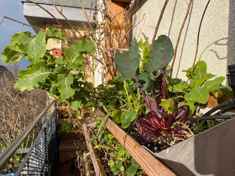 The perennial cabbage in the vertical bed is in its first winter here, the following year it was already gigantic. The radicchio, purple kohlrabi, red-stemmed chard and celery all look great.