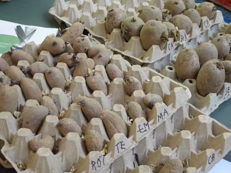 Potatoes germinate in egg packs in a dark cupboard.