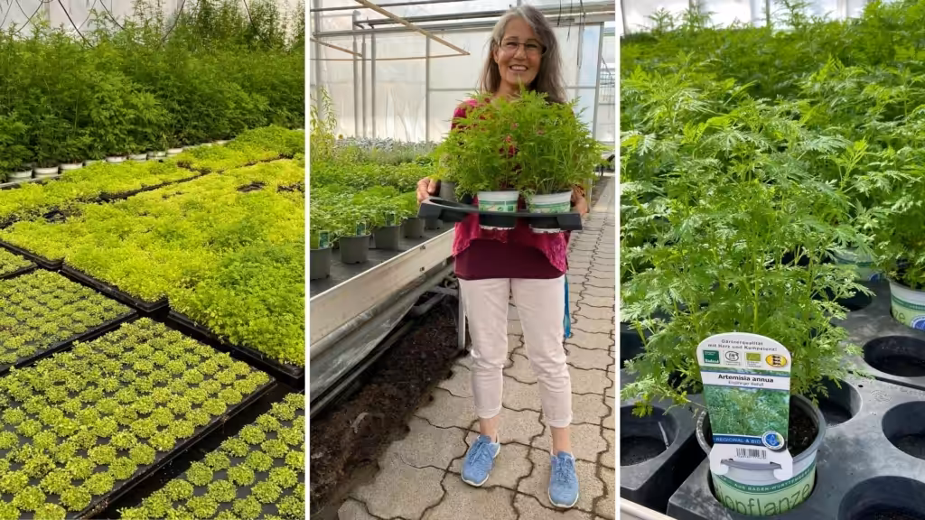 Cultivation of Artemisia annua at the Bioland nursery Umbach Heilbronn.
