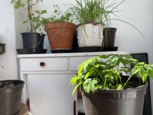 Selbstversorgung essbare Wildpflanzen Balkon Anbau Giersch selbst anbauen Balkongestaltung Balkonpflanzen biologisch gärtnern