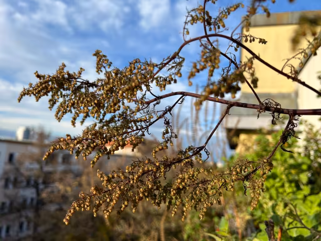 The ripe seeds of Artemisia annua are clearly visible.