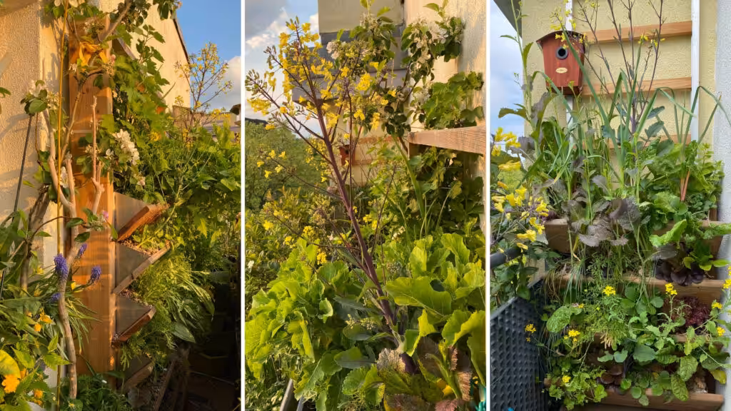 Frühling: Apfel und Traubenhyazinthen blühen, viele Salate, tolle gelbe Blüten an Asia-Salaten und lila Kohlrabi.