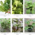 Jetzt ist Zeit für den Anbau von Wintergemüse auf deinem Balkon.