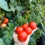Tomaten-Ernteglück "Harzfeuer" mit Artemisia annua (Einjähriger Beifuss)