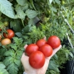 Tomaten-Ernteglück "Harzfeuer" mit Artemisia annua (Einjähriger Beifuss)