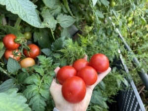 Tomaten-Ernteglück "Harzfeuer" mit Artemisia annua (Einjähriger Beifuss)