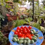Dank Wurmhumus tolle Ernte auf dem Balkon mit Tomaten, Mexikanischer Minigurke und Gojibeere.