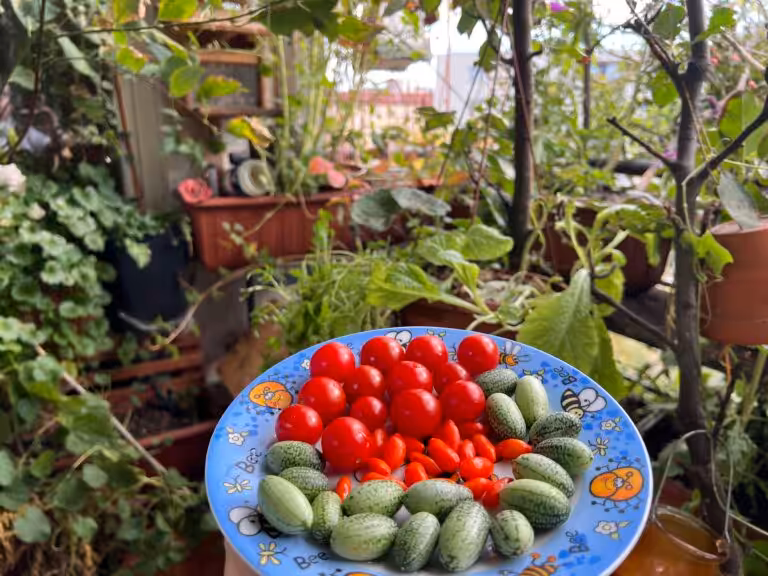 Great harvest on the balcony with tomatoes, Mexican mini cucumber and goji berries thanks to worm humus.
