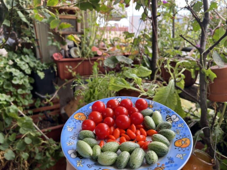 Dank Wurmhumus tolle Ernte auf dem Balkon mit Tomaten, Mexikanischer Minigurke und Gojibeere.