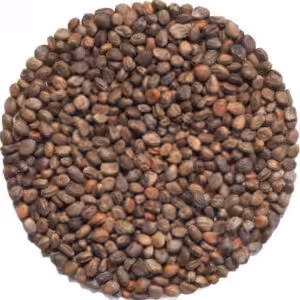 Keimsaat Radieschen rot