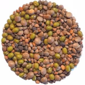 Keimsaatgut Sprossenmix “Salat”