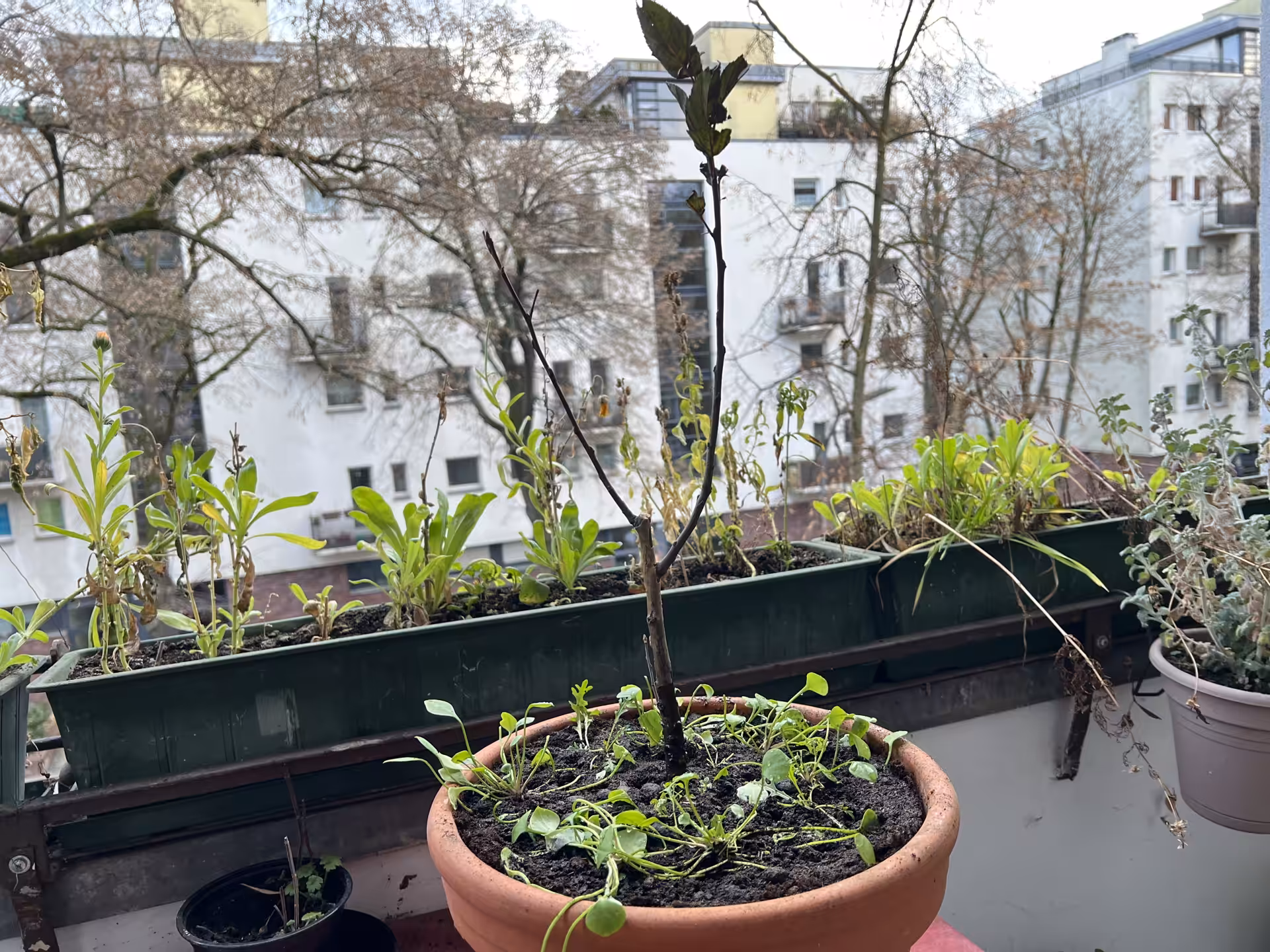 Hier pflanze ich einen Zierapfel "Red Sentinel" bei der Nachbarin auf der anderen Strassenseite.