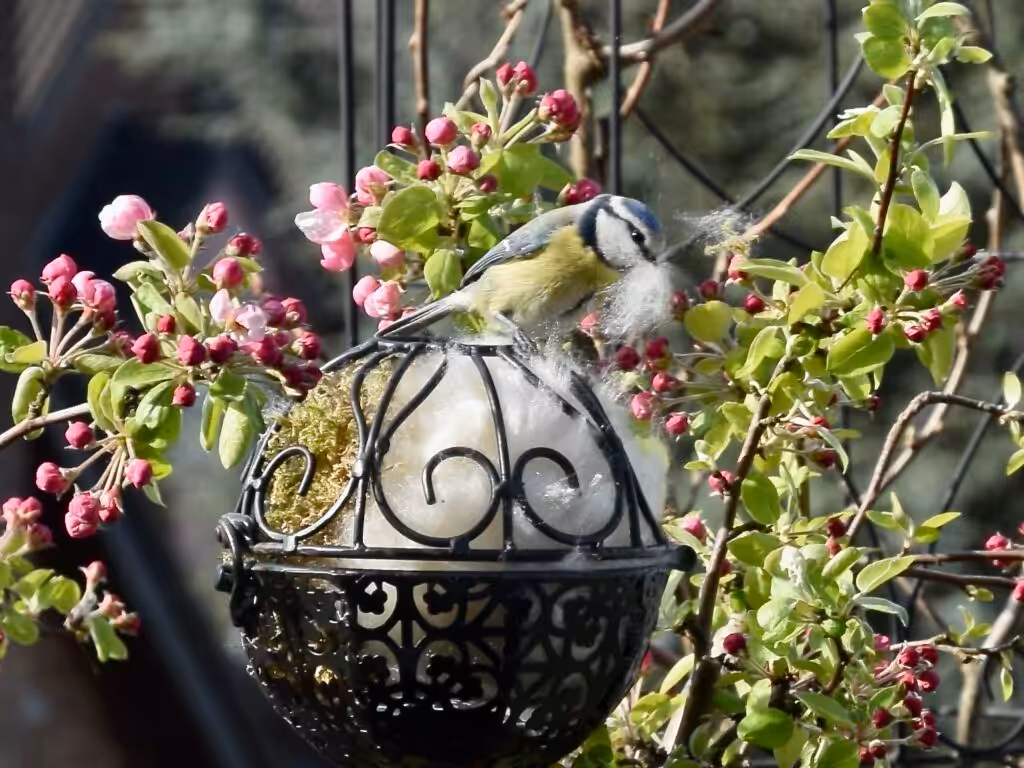 Blaumeise holt Nistmaterial @andrea jaschik