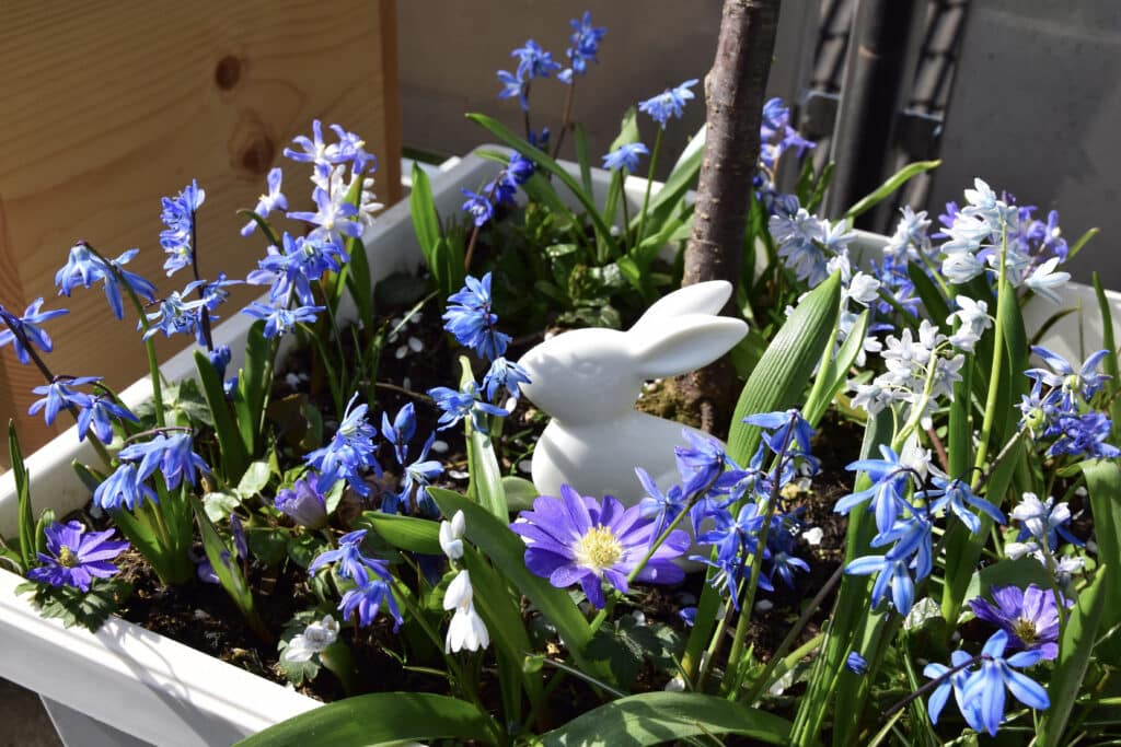 Blausternchen, Schneeglanz und Kegelblumen als Unterpflanzung der Schlehe @andrea jaschik