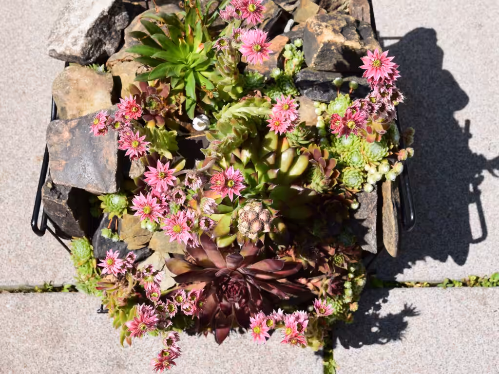 Blühende Hauswurze im Stein-Mäuerchen @andrea jaschik