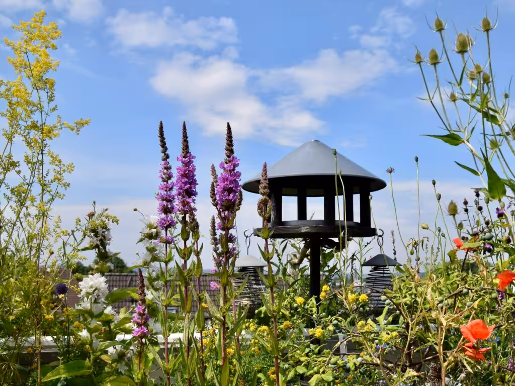 Blühende Wildstauden am Futterhaus @andrea jaschik