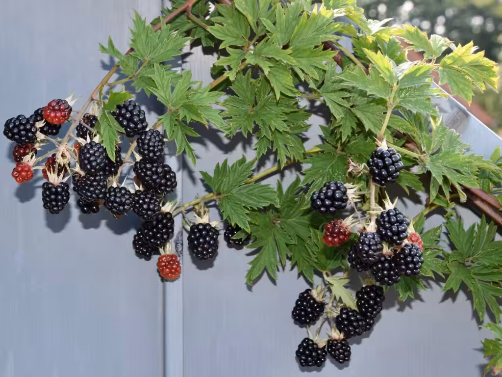 Brombeere 'Thornless Evergreen' @andrea jaschik