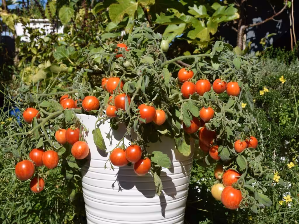 Buschtomate 'Fuzzi Wuzzi' @andrea jaschik