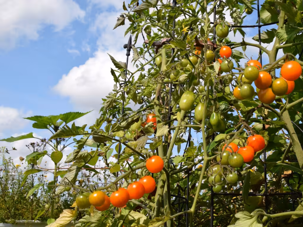 Cherrytomaten 'Prune Noire' und 'Sungold' @andrea jaschik