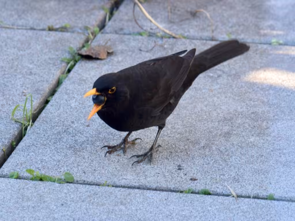 Das Amsel-Männchen lässt sich eine Schlehe schmecken @andrea jaschik