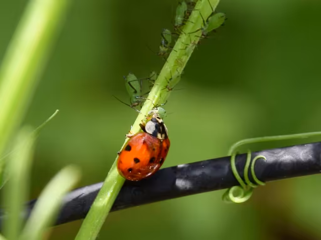 Der Marienkäfer, ein fleißiger Nützling @andrea jaschik