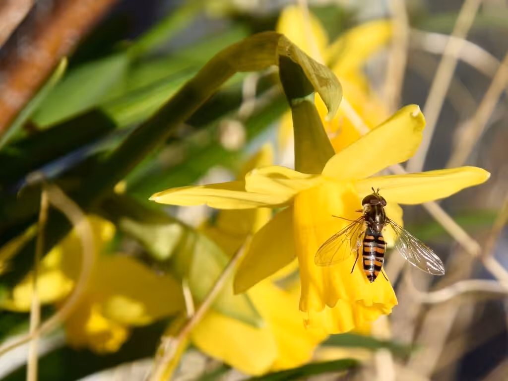 Die erste Schwebfliege im Februar auf der Zwerg-Narzisse @andrea jaschik