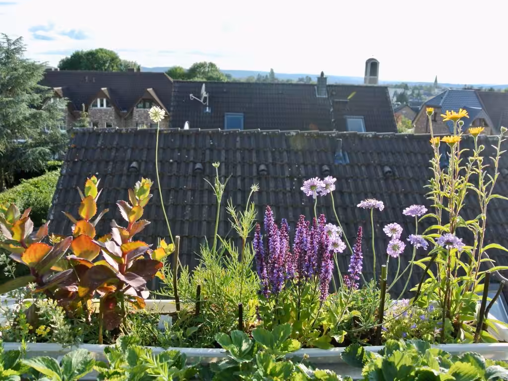 Ein Wildstaudenkasten für sonnige Standorte @andrea jaschik