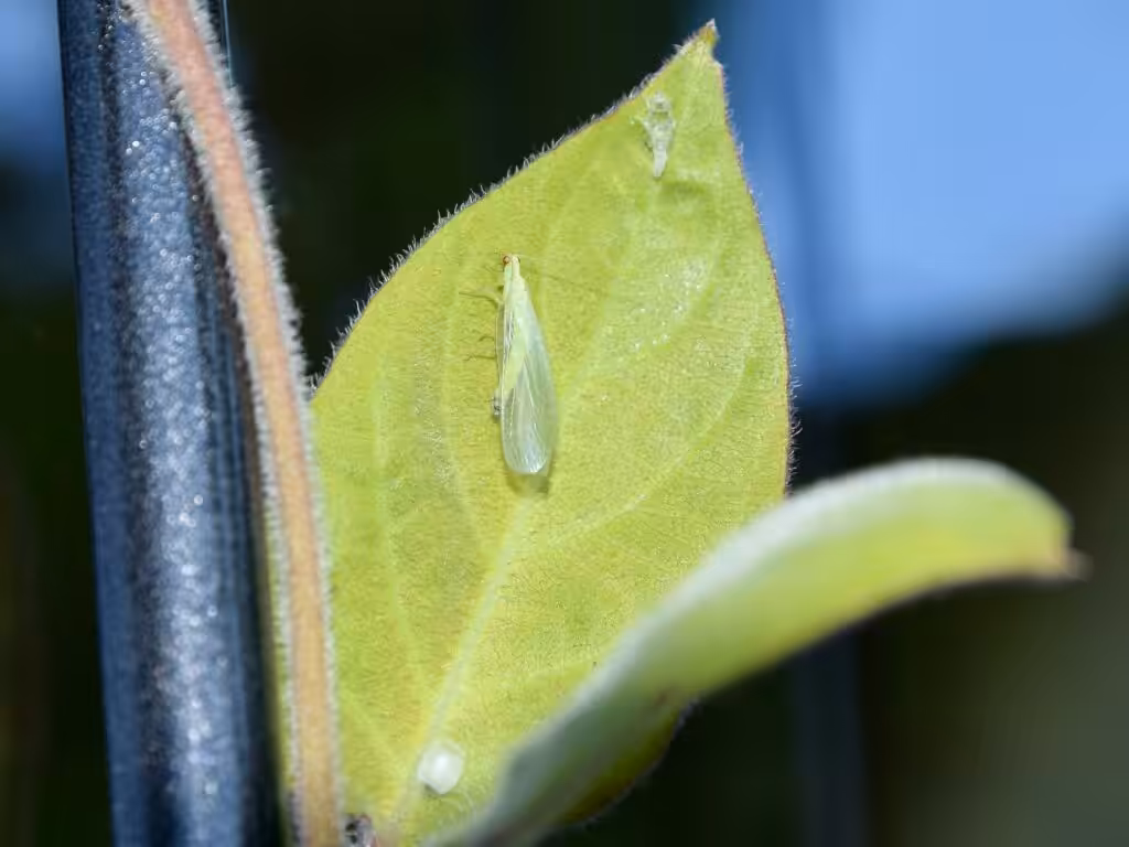 Florfliege auf der Käsepflanze 'La Mo Long' @andrea jaschik