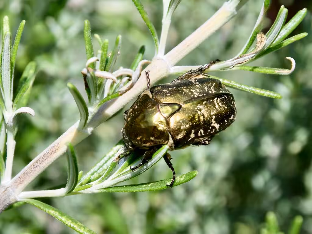 Goldglänzender Rosenkäfer auf dem Rosmarin @andrea jaschik
