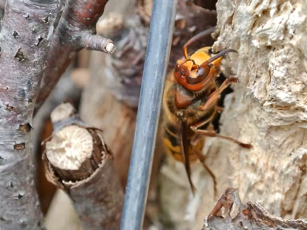 Hornisse auf der Totholz-Pyramide @andrea jaschik