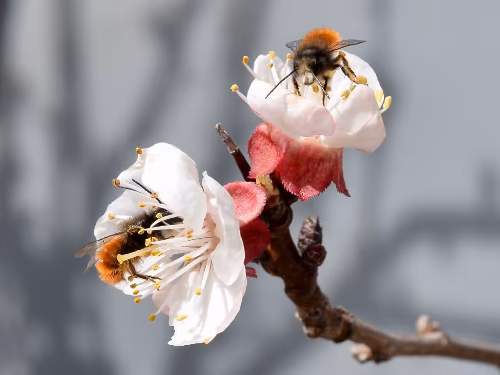 Mauerbienen auf der Aprikose @andrea jaschik