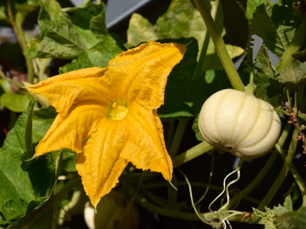 Minikürbis 'Baby Boo' @andrea jaschik