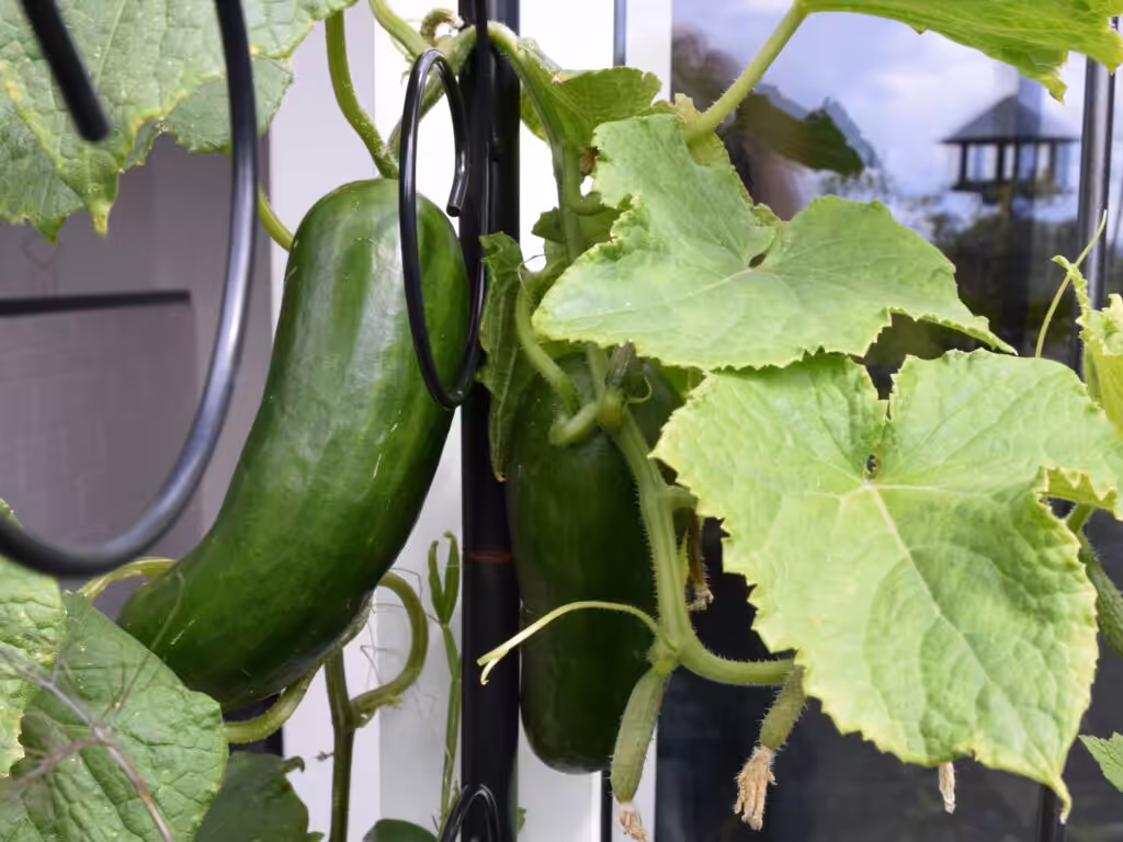 Snackgurken am Rankbogen @andrea jaschik