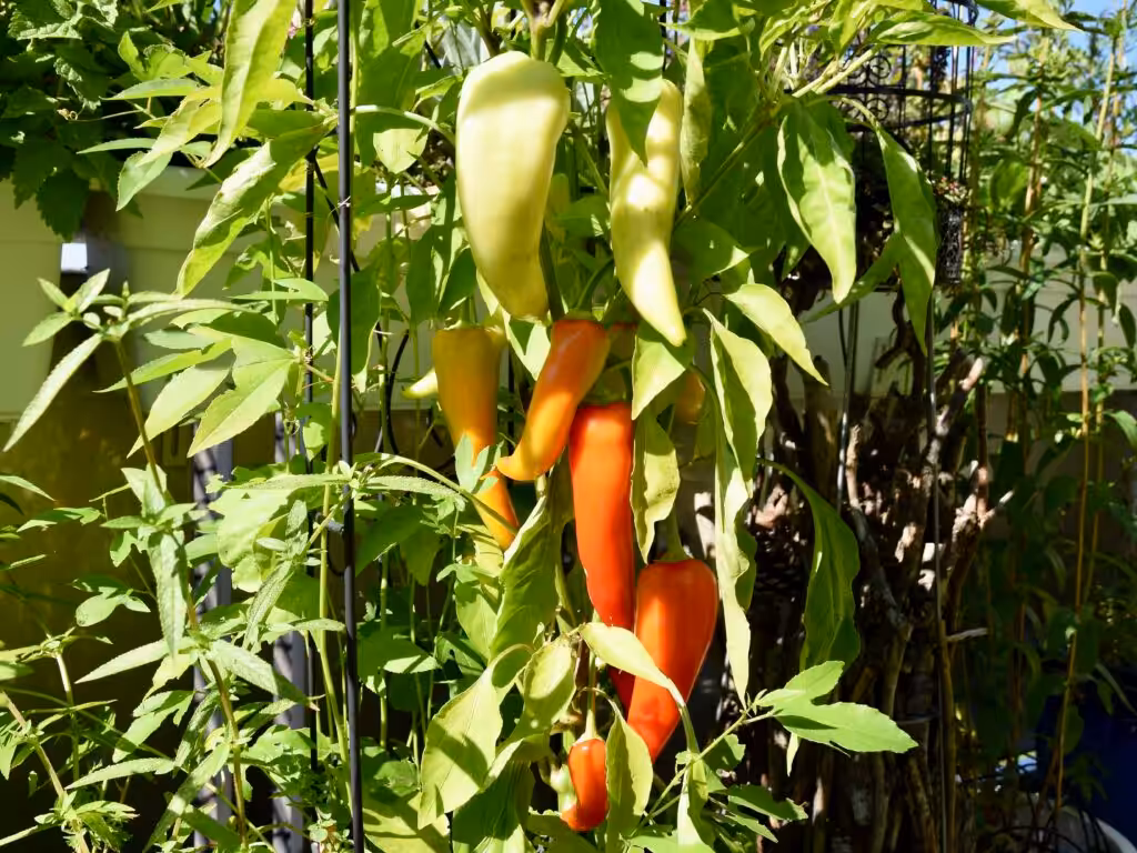 Spitzpaprika 'Sweet Banana' @andrea jaschik