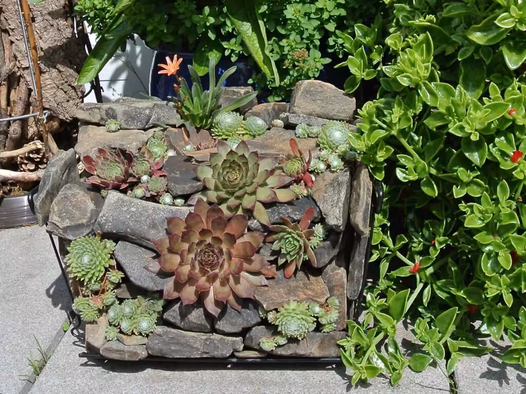 Stein-Mäuerchen mit Hauswurzen @andrea jaschik